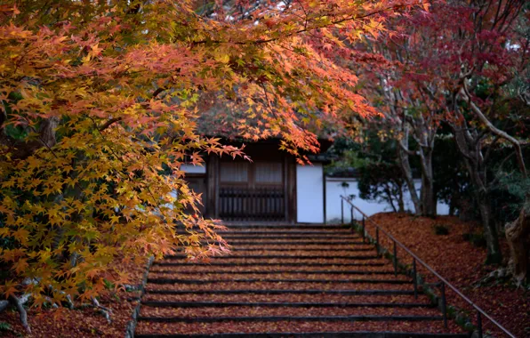 Картинка Природа, Осень, Япония, Листья, Лестница, Храм, Нагано, Анракудзи