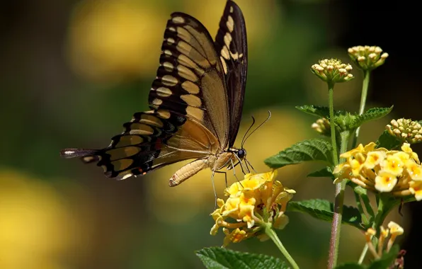 Картинка бабочка, жёлтые цветы, махаон