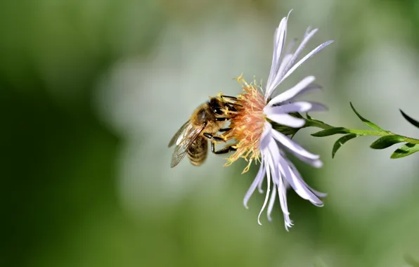 Картинка цветок, пчела, боке