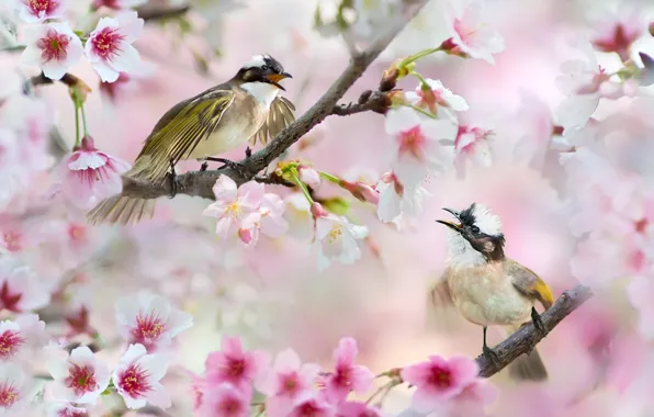 Картинка цветы, птицы, ветки, природа, вишня, сакура, пара, Тайвань, цветение, FuYi Chen
