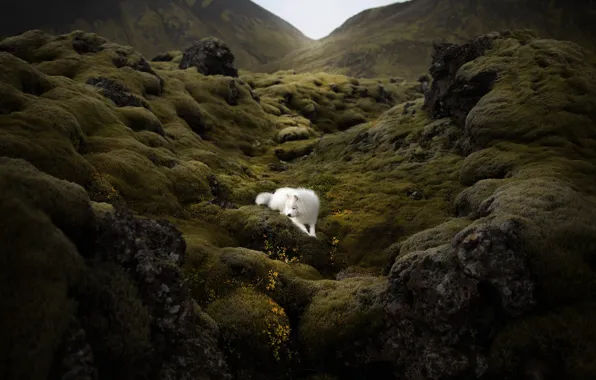 Картинка природа, гора, собака