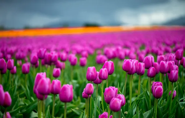 Картинка поле, небо, цветы, весна, тюльпаны, сиреневые, боке, плантация, рзовые