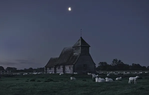 Картинка поле, небо, ночь, замок, луна, овцы, пастбище, овечки, стадо, отара