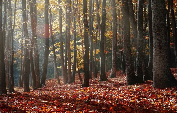 Картинка осень, лес, листья, свет, деревья, ветки, природа, туман, стволы, листва, красные, тени, листопад, краски осени, …