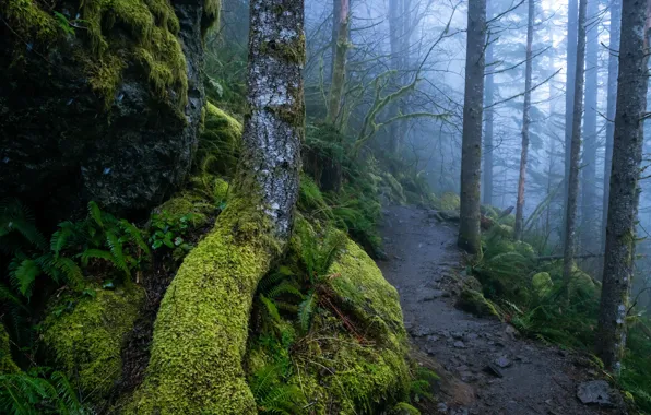 Картинка лес, деревья, природа, туман, мох, тропинка