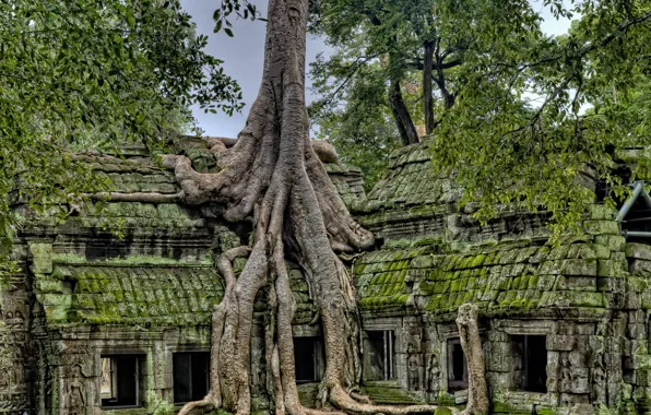 Картинка небо, деревья, руины, архитектура, Камбоджа, Ангкор-Ват