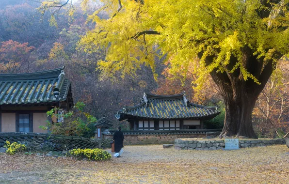 Картинка осень, деревья, пейзаж, природа, женщина, дома, Южная Корея