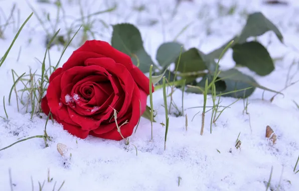 Картинка снег, роза, травка