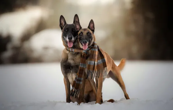 Картинка зима, собаки, шарф