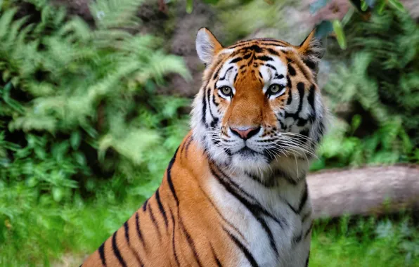 Картинка природа, тигр, nature, tiger, bengal tiger, бенгальский тигр, бенгальские тигры, 2022, год 2022
