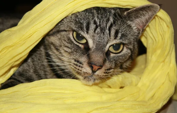 Картинка кот, полотенце, укрыт
