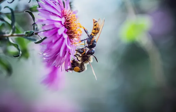 Картинка цветок, макро, насекомые, природа, парочка, пчёлы