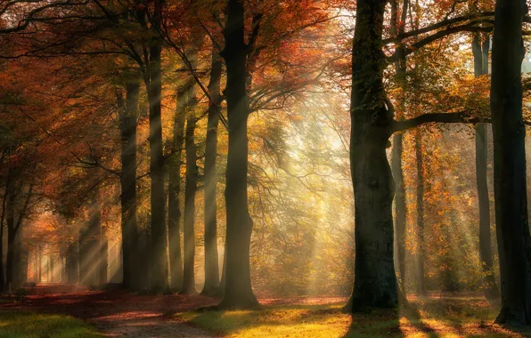 Картинка дорога, осень, лес, солнце, лучи, свет, деревья, туман, парк, ветви, листва, утро, дымка, аллея, золотая …