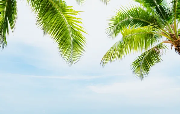 Картинка пляж, лето, небо, солнце, пальмы, summer, beach, beautiful, paradise, palms, tropical
