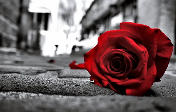 Картинка Love, Red, Life, Rose, Flowers, Black, Road, Lonely
