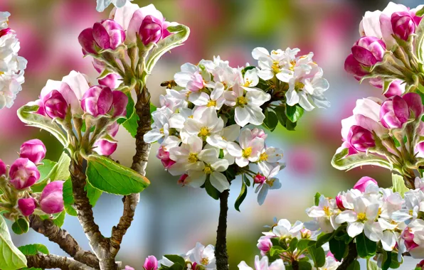 Картинка Kwiaty, Gałęzie, Drzewo owocowe, Jabłoń