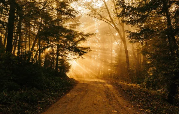 Картинка дорога, лес, солнце, свет
