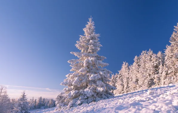 Картинка зима, небо, снег, деревья, пейзаж, природа, склон