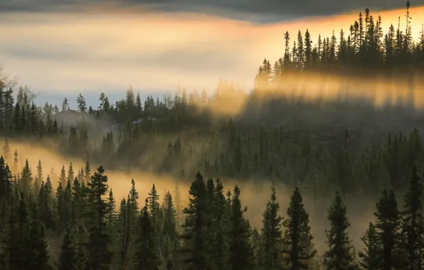 Картинка лес, свет, горы, туман, холмы, утро, ели