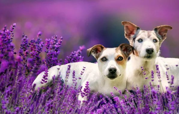 Картинка цветы, парочка, лаванда, боке, две собаки