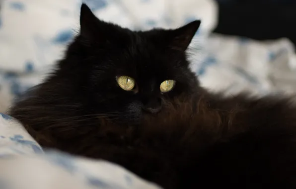 Картинка кошка, кот, взгляд, морда, черный, портрет, постель, лежит, боке, желтые глаза