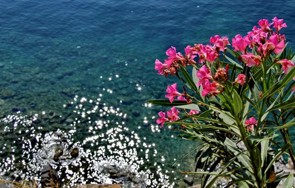 Картинка Цветы, Природа, Море, Nature, Flowers, Sea