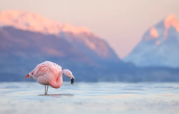 Картинка горы, озеро, птица, фламинго, Чили