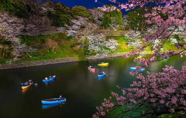 Картинка лодка, весна, Япония, сакура