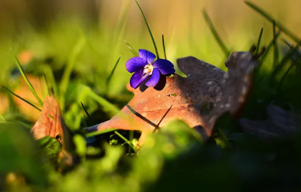 Картинка цветок, трава, лесная, фиолетовая, виола, фиалка, осенний листок
