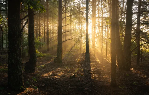 Картинка лес, солнце, лучи, свет, деревья, туман, утро, сосны