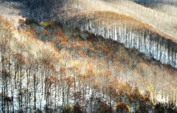 Картинка зима, лес, туман