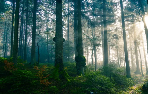 Картинка лес, солнце, лучи, свет, деревья, ветки, природа, туман, стволы, листва, утро, сосны, тропинка, туманный, бор, …