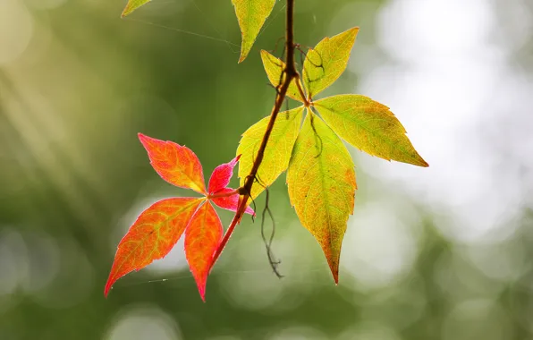 Картинка осень, листья, фон, паутина, ветка, боке, осенние листья, дикий виноград, девичий виноград