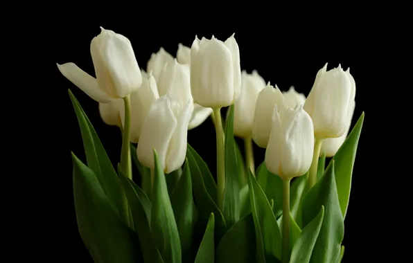 Картинка цветы, букет, тюльпаны, белые, черный фон
