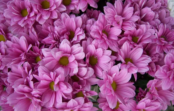 Картинка букет, розовые, хризантемы, Meduzanol ©