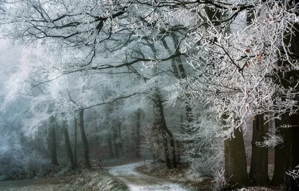 Картинка зима, дорога, лес, снег, пейзаж, природа, красота
