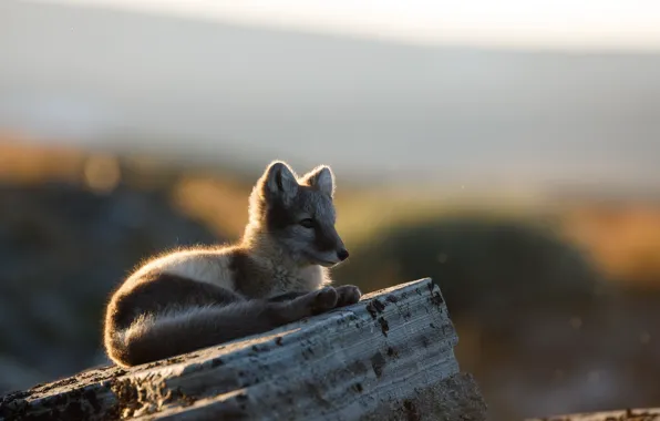 Картинка природа, фон, Arctic fox