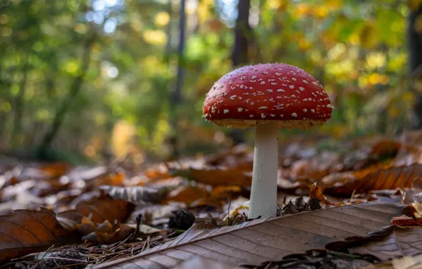 Картинка осень, лес, листья, гриб, мухомор, боке