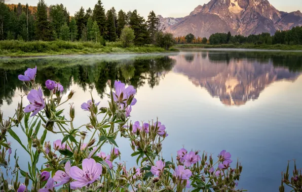 Картинка пейзаж, цветы, горы, природа, озеро, Вайоминг, США, леса, Джексон, национальный парк, Гранд-Титон, Grand Teton National …