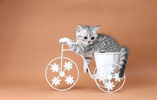 Картинка кошка, велосипед, котенок, оранжевый фон, корзинка, британский