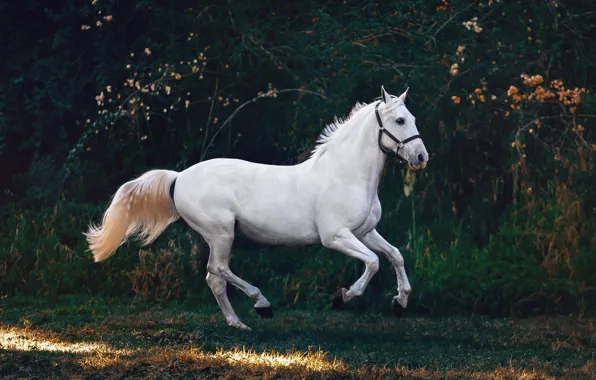 Картинка белый, ветки, природа, поза, темный фон, конь, лошадь, белая, кусты, галоп, скакун