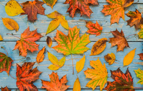Картинка осень, листья, фон, доски, colorful, клен, wood, autumn, leaves, maple