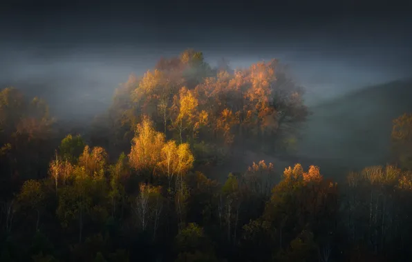 Картинка осень, лес, свет, деревья, тучи, туман, холмы, склоны, желтые, освещение, дымка, кроны, золотая осень, хмурое …
