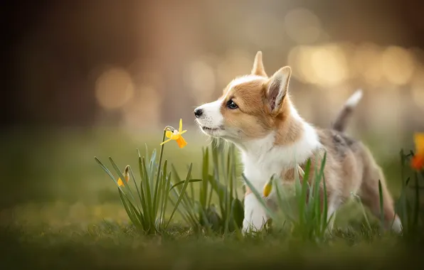 Картинка собака, весна, щенок