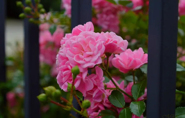 Картинка Розы, Rose, Pink roses, Розовые розы