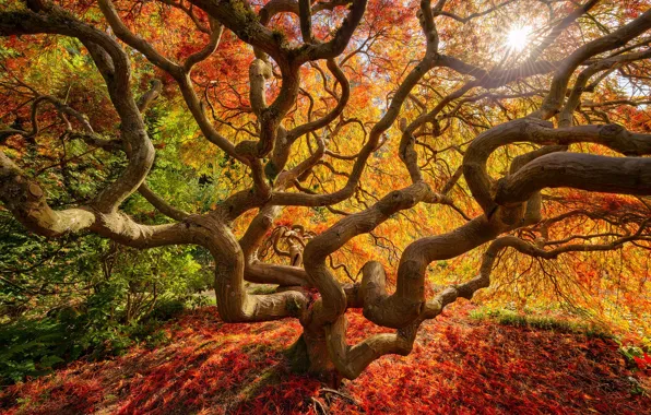 Картинка осень, солнце, лучи, свет, ветки, природа, дерево, листва