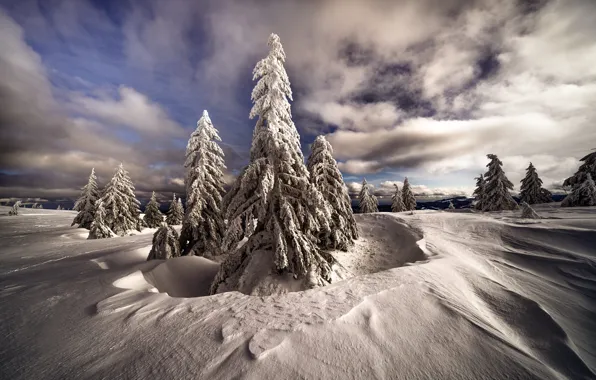 Картинка холод, зима, лес, небо, облака, свет, снег, природа, синева, в снегу, ели, мороз, сугробы, рельеф, …