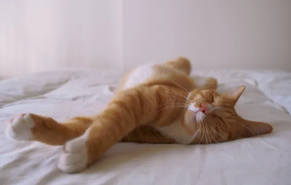 Картинка кошка, кот, поза, сон, рыжий, спит, постель, потягивается