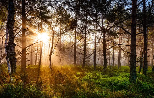 Картинка лес, свет, утро