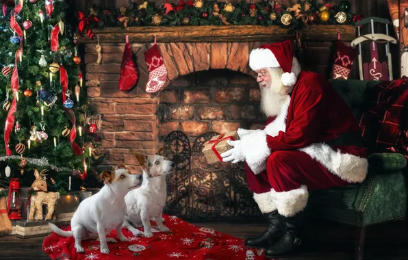 Картинка собаки, праздник, ёлка, дед мороз